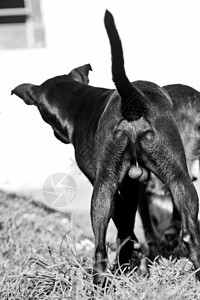 玩狗狗尾巴家畜摄影哺乳动物忠诚黑与白宠物小狗动物图片