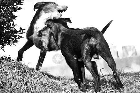玩狗狗动物哺乳动物忠诚摄影宠物小狗水平尾巴黑与白家畜图片