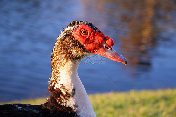 鸭子动物群兽面前景主题鸟类生命生活羽毛游泳野外动物图片