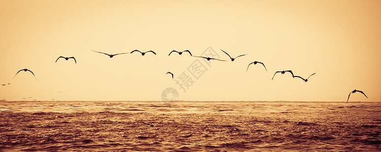 海上飞翔的鸟群背景图片
