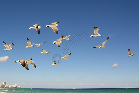 海鸥锁动物蓝色飞行海鸟风景鸟类天空航班海岸线植绒背景图片