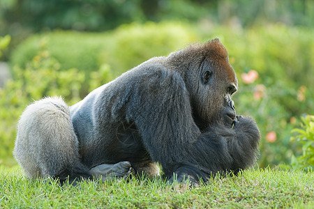 坐在草地上的大猩猩图片