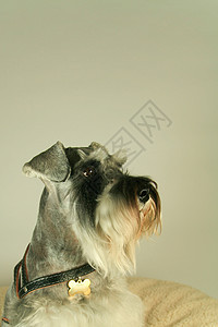 舒纳苏棋盘摄影胡须鼻子影棚主题动物纯种狗朋友宠物图片