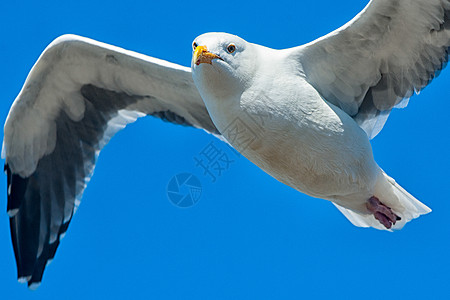 海鸥飞行码头野生动物兽头天空生活蓝色视图动物翅膀摄影图片