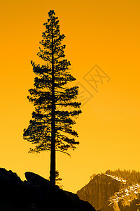 一棵树的轮光地质学场景摄影寂寞日落风景山谷山脉岩石图片