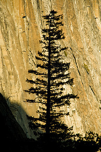 一棵树的轮光日落摄影岩石自然风景场景地质学寂寞山谷图片