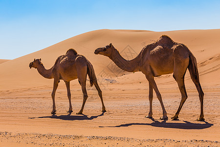 带骆驼的沙漠景观夫妻动物地伦野生动物荒野大篷车旅行运输动物群旅游图片