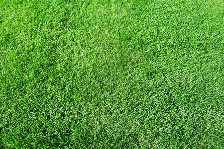 绿草活力草地边缘环境草皮生长植物土地草原绿色植物图片