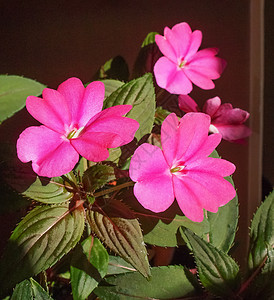 凤仙花新几内亚花植物植物群花朵紫色植被家庭岛屿粉色图片