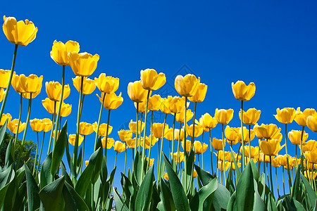 郁金花花天空植物群黄色植物场地叶子太阳蓝色晴天花园图片