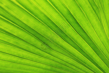 绿棕榈叶的线条和纹理森林植物群热带绿色植物叶子花园背景图片