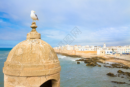 Seagull摩洛哥马拉喀什旅行海鸥麦地堡垒岩石支撑港口历史文化蓝色图片