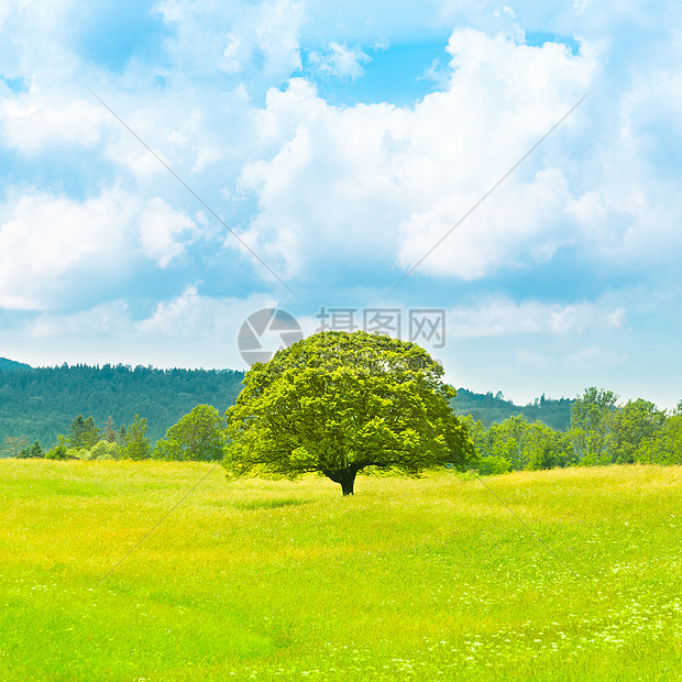 绿色星球地球植物全景土地牧场橡木季节天气环境农村图片