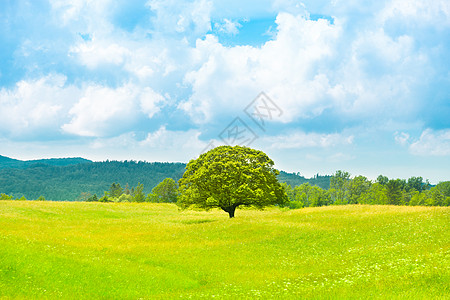 绿色星球地球木头国家地平线孤独植物季节环境树干阳光天空图片