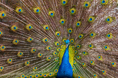 孔雀羽毛尾巴热带野鸡动物仪式野生动物蓝色优雅绿色图片