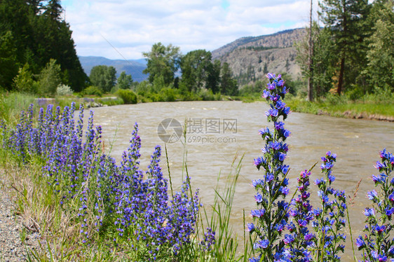 紫花花紫色草原风景多叶美丽场地野花国家叶子农村图片