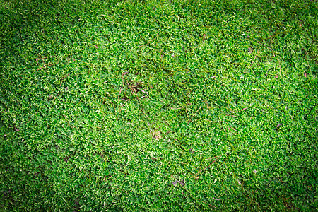 绿藻背景植生植物藻类植物暗角苔草植被地衣环境绿色苔藓图片