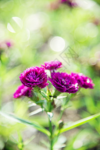 花园里的紫花朵3图片