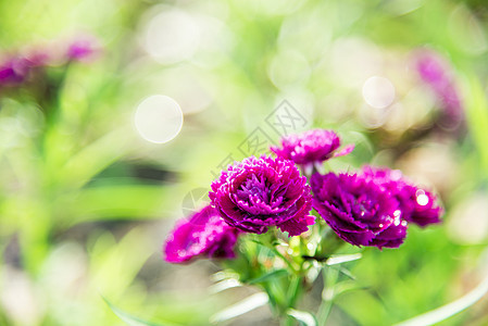 花园里的紫花朵2图片