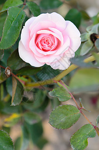 粉红玫瑰花朵粉色兰花叶子绿色玫瑰植物群植物花园花束花瓣图片