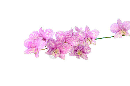 兰花花植物花瓣紫色白色植物学植物群花束粉色背景图片