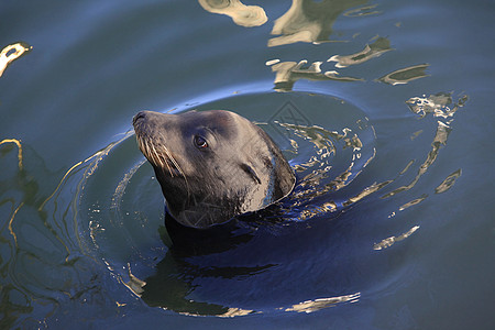 灰海豹水哺乳动物生活海洋婴儿母亲后代孩子海岸胡须小狗图片