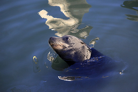 灰海豹水蓝色孩子毛皮海洋野生动物母亲小狗胡须海岸生物学图片