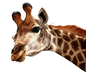 有趣的吉拉菲肖像毛皮野生动物生物荒野眼睛白色动物棕色食草哺乳动物图片