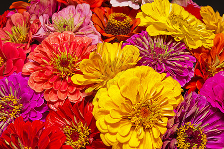 行为艺术一群多彩的辛尼亚花朵背景