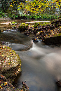 沿着森林迅速流动叶子溪流急流树木风景岩石勘探孤独植物场景图片