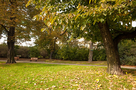 公园中的树木和草地长椅生命场景叶子树叶牧场勘探孤独人行道土地图片