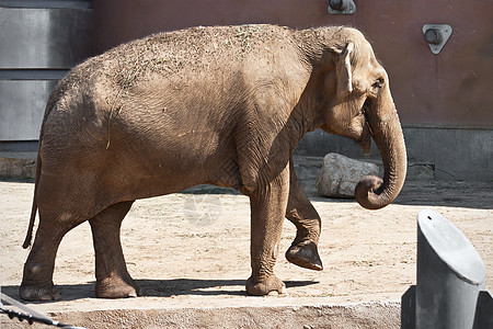 大象象牙动物园树干灰色食草獠牙婴儿荒野哺乳动物孩子图片
