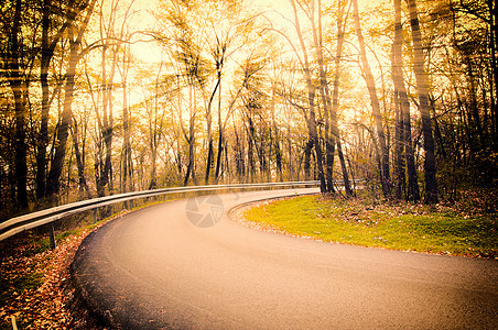 木柴中的道路阴影公园摄影薄雾太阳植物树干松树阳光横梁图片