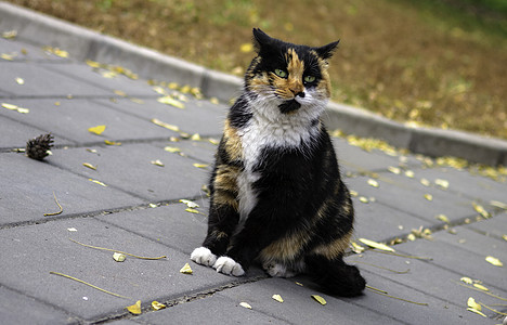 流浪猫黄色公园野性宠物眼睛黑色花园白色生活小猫图片