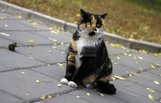 流浪猫黄色公园野性宠物眼睛黑色花园白色生活小猫图片