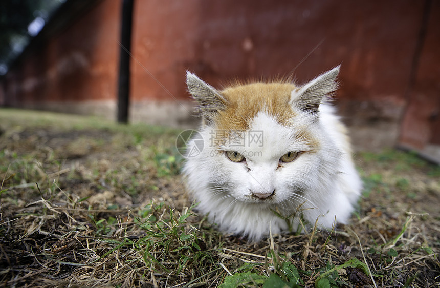 流浪猫地坛生活眼睛流浪宠物动物白色花园寺庙野性图片