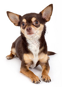 可爱的吉娃娃狗影棚纯种狗兽耳动物摄影图片