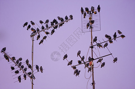 星鸟群团体荒野阳光鸟类动物鳖科鲟鱼翅膀野生动物天空图片