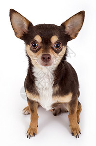 可爱的吉娃娃狗纯种狗摄影兽耳影棚动物背景图片