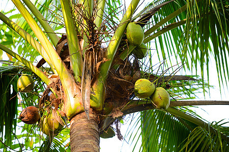 椰子气候植物叶子坚果绿色热带树干食物水果图片