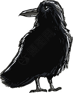 乌鸦翅膀羽毛野生动物插图黑色卡通白色动物眼睛手绘背景图片