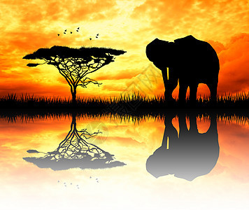 日落时大象动物插图土地场景野生动物地标旅游阳光旅行太阳背景图片