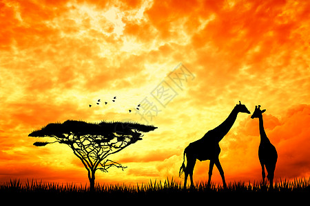 日落时的法拉菲旅游野生动物动物阳光旅行荒野插图图片