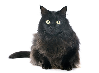 黑猫工作室猫科动物绿色动物眼睛宠物长发背景图片