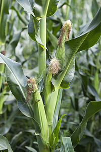 cob 蜘蛛绿色蔬菜农业乙醇玉米农村植物树叶农场叶子图片