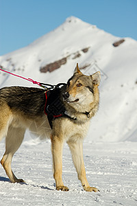 救援犬援助动物运输帮助雪橇救生圈赛车图片