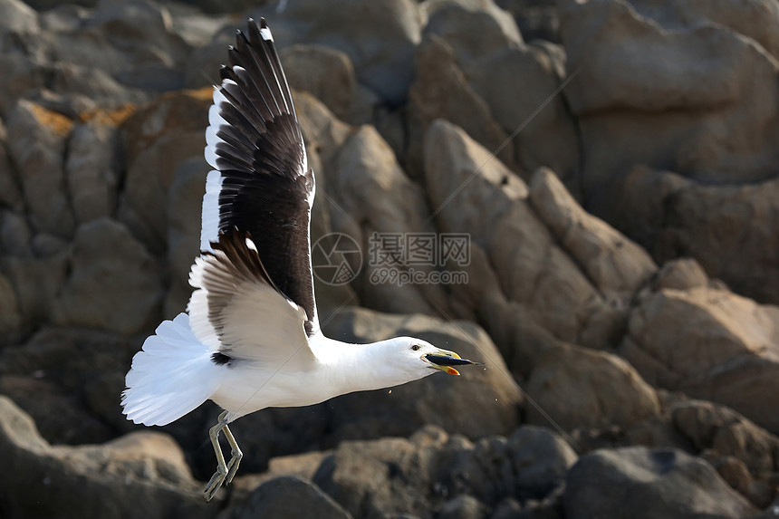 海鸥和鱼类航班自由岩石黑色眼睛钓鱼海鸟羽毛动物美丽图片