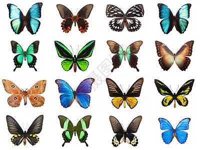 热带热带蝴蝶活力翅膀情调动物黑色白色君主宏观昆虫飞行图片