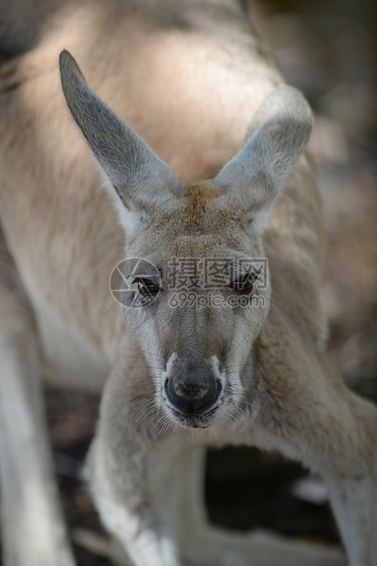澳大利亚袋鼠拳击二人组红色环境灰色盎司毛皮哺乳动物动物群耳朵图片
