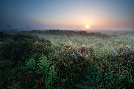 夏天日出在沼泽荒野天空蜘蛛网季节日落橙子阳光风景农村草地图片